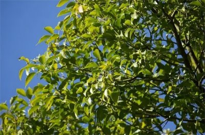 ​香樟树的作用与功效是什么（平凡却不简单的香樟树，为何不能随意砍伐？它的作