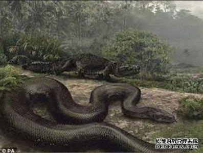 ​汗青上最大的动物 公牛大的老鼠