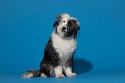 ​狗了解赞美的方式跟人类一样 来听听科学家怎么说！