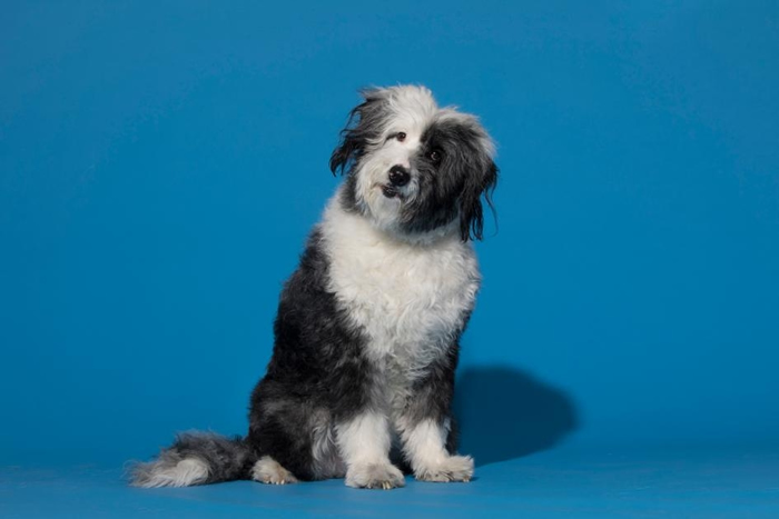 狗已经和人类一起演化了1万年,对人类的情绪特别敏感。 PHOTOGRAPH BY MARK THIESSEN, NAT GEO IMAGE COLLECTION