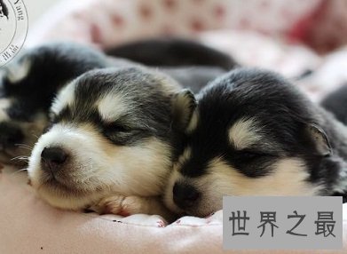 人类最忠诚最友好的朋友,傻傻招人爱的雪橇三傻