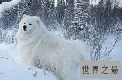 人类最忠诚最友好的朋友,傻傻招人爱的雪橇三傻