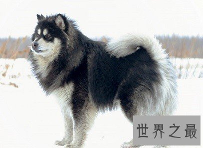 人类最忠诚最友好的朋友,傻傻招人爱的雪橇三傻