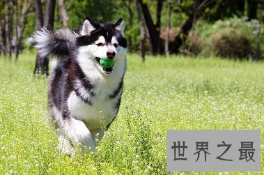 人类最忠诚最友好的朋友,傻傻招人爱的雪橇三傻