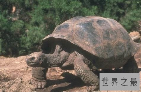 寿命最长的龟,人类做梦都想要的长寿!