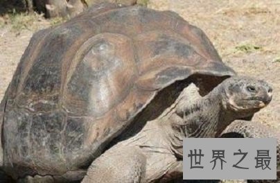 寿命最长的龟,人类做梦都想要的长寿!