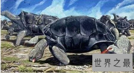 寿命最长的龟,人类做梦都想要的长寿!