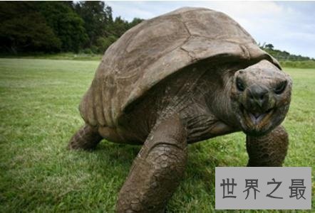 寿命最长的龟,人类做梦都想要的长寿!