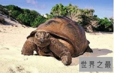 ​寿命最长的龟，人类做梦都想要的长寿！