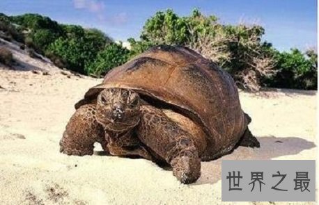 寿命最长的龟,人类做梦都想要的长寿!