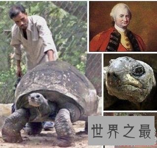 寿命最长的龟,人类做梦都想要的长寿!