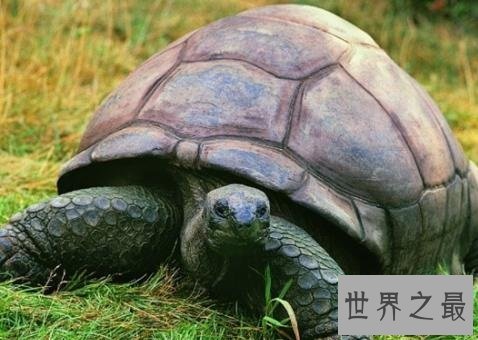 寿命最长的龟,人类做梦都想要的长寿!