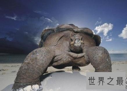 寿命最长的龟,人类做梦都想要的长寿!