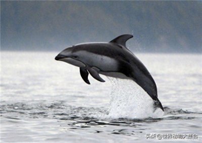 ​海豚为什么是强奸犯？没想到既然是因为这些原因！