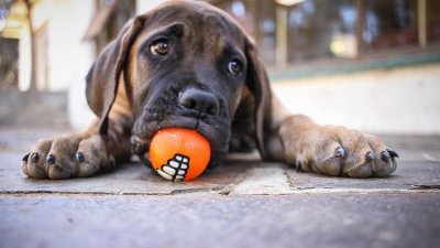 ​狗狗吃粑粑的6大原因，你不一定都知道！