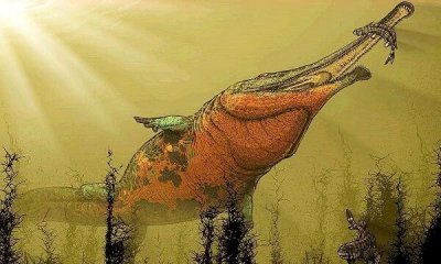 ​锯齿螈是什么动物：史前最大的两栖动物，长9米重3吨