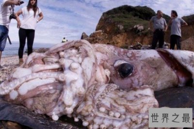 ​海洋中最神秘的十大生物，海蜘蛛上榜，第二是世界上第二耐热的生物