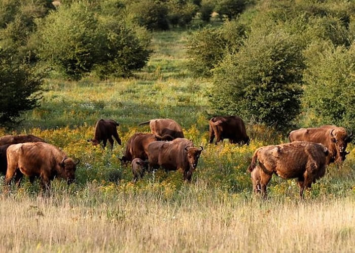 捷克首都布拉格市郊前苏联时期军事基地改装 成稀有野牛天堂