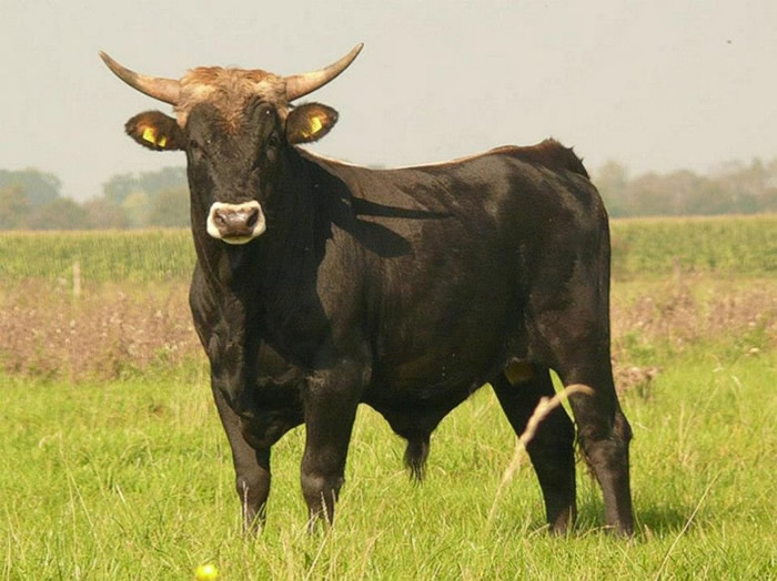 捷克首都布拉格市郊前苏联时期军事基地改装 成稀有野牛天堂