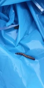 ​千足虫（马陆）