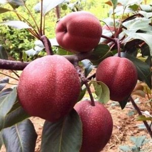 ​什么是意大利黑梨？