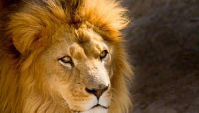 ​中国古代有狮子吗