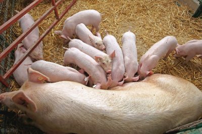 ​母猪配种的方法有哪些?