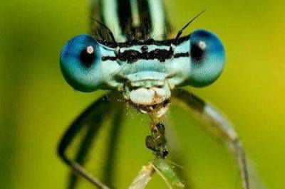 ​蚊子的天敌是什么?蜻蜓1小时吃840只蚊子(最大克星)