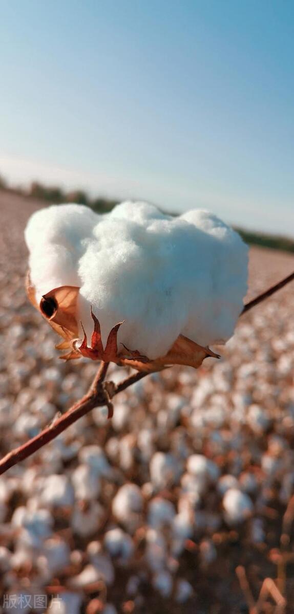 人造棉和棉绸有啥区别(人造棉和棉绸哪个好)