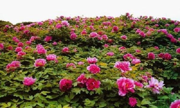 成都的风俗有哪些,四川成都的民俗有哪些图10