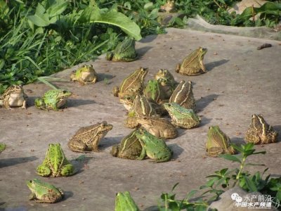 ​青蛙产业到底该不该存在？