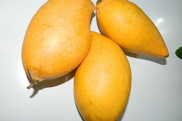 芒果哪个地方的好 国内外芒果大pk 芒果哪个地方的好 国内外芒果大pk