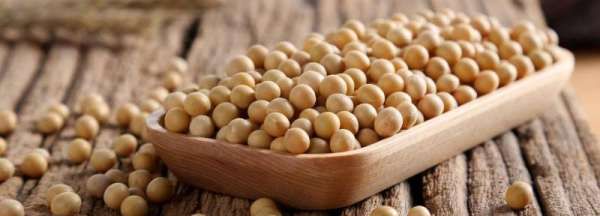 黄豆发酵长白毛是发好了,黄豆酱捂霉长出白色的毛正常吗图3