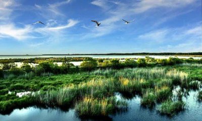 ​三大生态系统的什么也被形容为地球之肾,被称为“地球之肾”的生态系统是什么