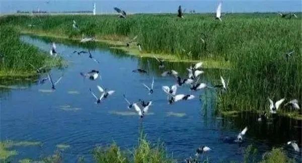 三大生态系统的什么也被形容为地球之肾:与森林海洋并称为地球三大生态系统的什么也被形容为地球之肾