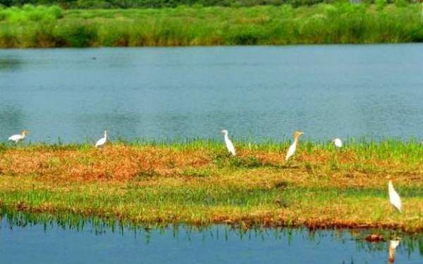 三大生态系统的什么也被形容为地球之肾,被称为“地球之肾”的生态系统是什么图3