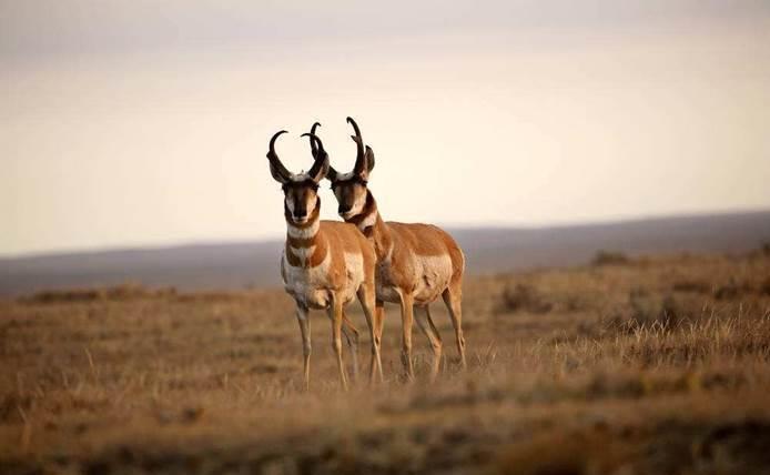 世界上跑得最快的几种动物,其中一种速度每小时可达130千米!