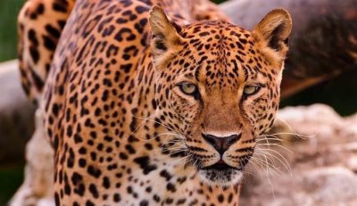 ​世界上跑得最快的几种动物，其中一种速度每小时可达130千米！