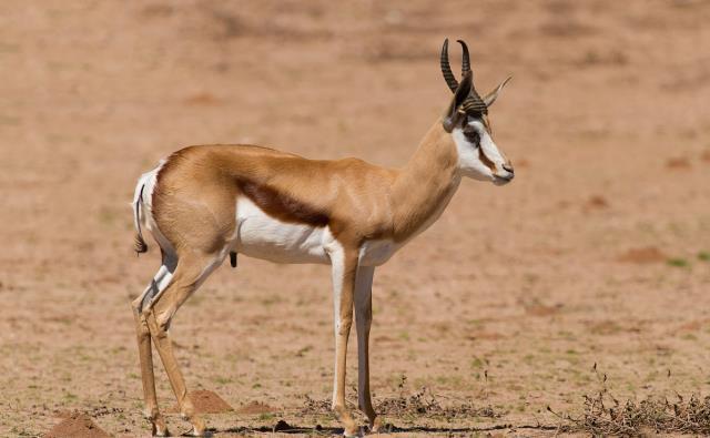 世界上跑得最快的几种动物,其中一种速度每小时可达130千米!