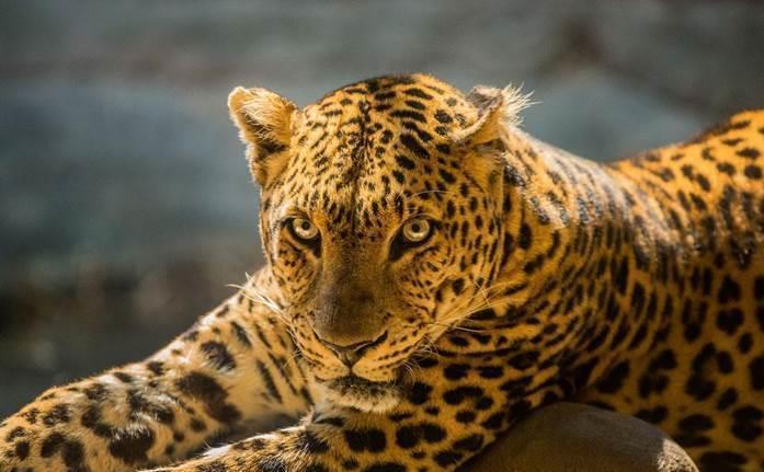 世界上跑得最快的几种动物,其中一种速度每小时可达130千米!