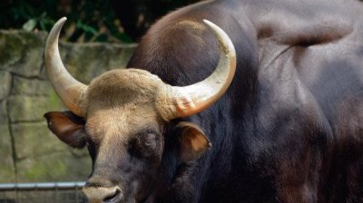 ​吉尼斯世界上最大的牛是什么：印度野牛体长达3米