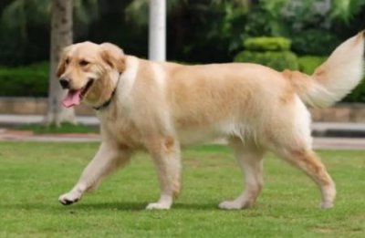 ​喜玛拉雅猫价格表，喜马拉雅猫多少钱一只幼崽