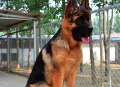 ​泰迪必须训练的项目，泰迪训练20多种动作