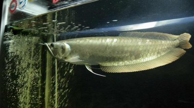 ​鱼鳍断了会长出来吗（观赏鱼鱼鳍断了还会再长出来吗）