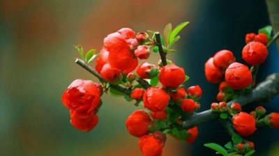 ​海棠花的养殖方法,丽格海棠花的养殖方法和注意事项 盆栽