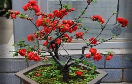 木瓜海棠花的养殖方法是什么?