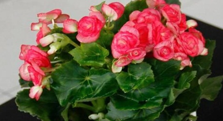 海棠花的养殖方法,丽格海棠花的养殖方法和注意事项 盆栽图4