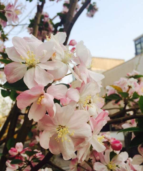 海棠花的养殖方法,丽格海棠花的养殖方法和注意事项 盆栽图2