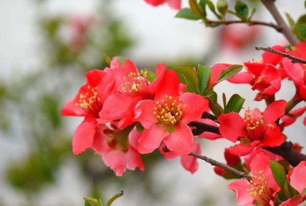 海棠花的养殖方法,丽格海棠花的养殖方法和注意事项 盆栽图3