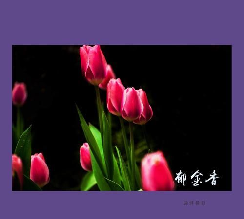 兰陵兰陵美酒郁金香的下一句是什么